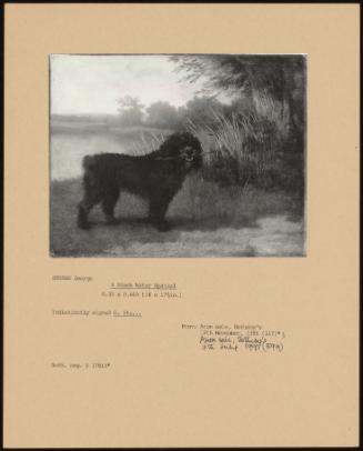 A Black Water Spaniel