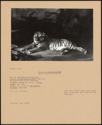 Portrait of the Royal Tiger