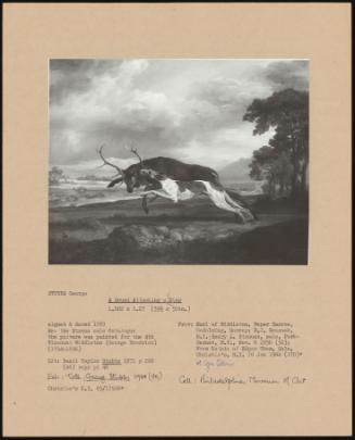 A Hound Attacking a Stag