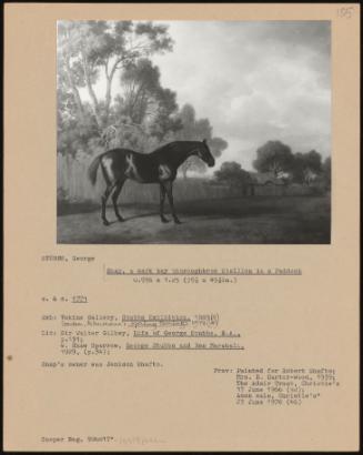 Snap, a Dark Bay Thoroughbred Stallion in a Paddock