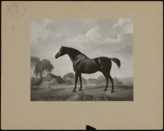 A Horse with a Farm in Background