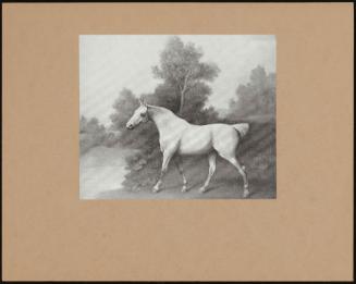 A Grey Cob in a Wooded Landscape, Standing Near a Stream