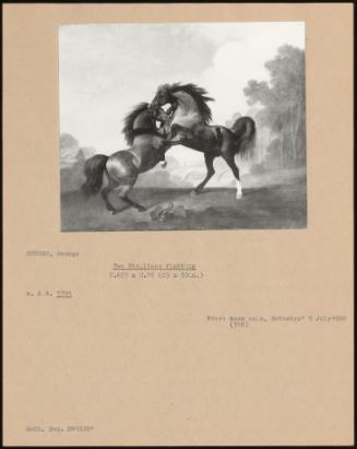 Two Stallions Fighting