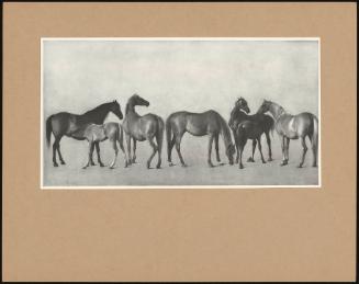 Mares and Foals Without a Background