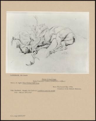 Study Of Dead Stags