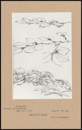 Sketch Of Foliage