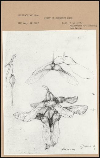 Study Of Sycamore Pods