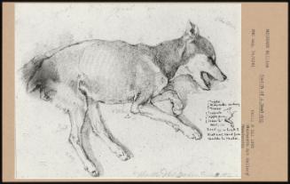 Sketch Of A Dead Dog