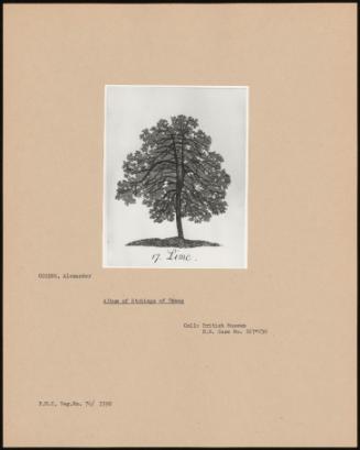 Album Of Etchings Of Trees