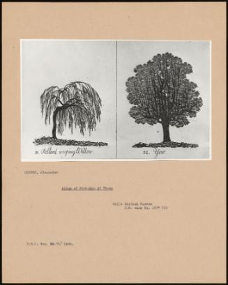 Album Of Etching Of Trees