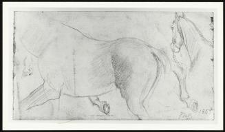 The Traveller: Study of Horses' Flank