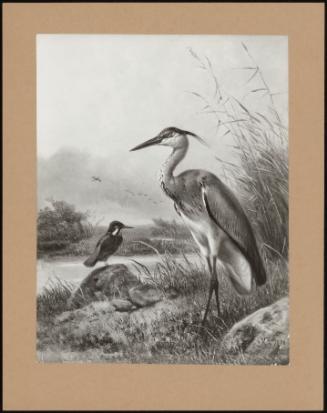 A Heron And A Kingfisher