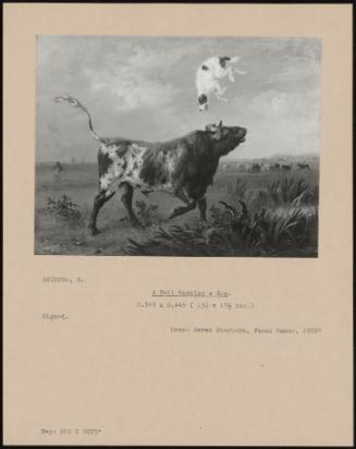 A Bull Tossing A Dog