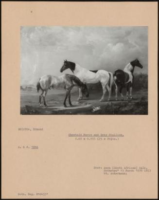 Skewbald Mares And Grey Stallion,