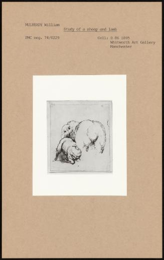 Study Of A Sheep And Lamb