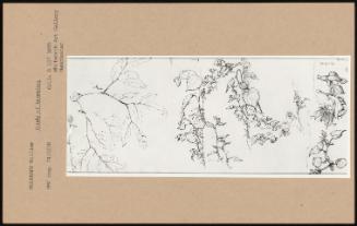 Study Of Branches