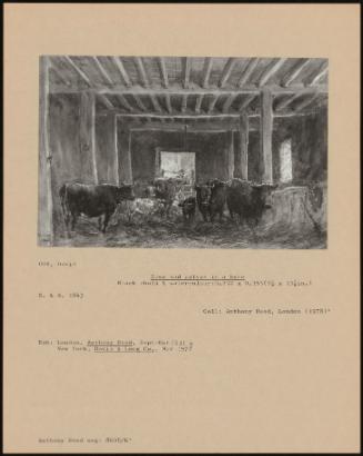 Cows And Calves In A Byre