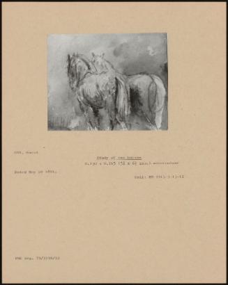 Study Of Two Horses