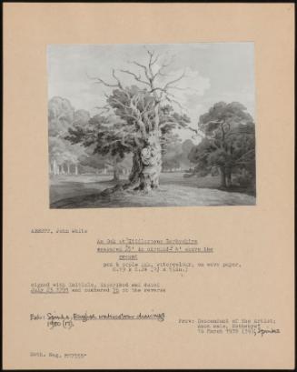 An Oak At Kiddlestone Derbyshire Measured 27' In Circum-E 4 above The Ground