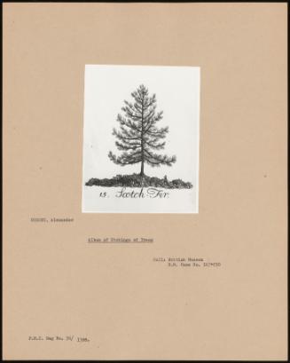Album Of Etchings Of Trees
