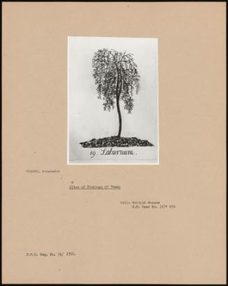 Album Of Etchings Of Trees