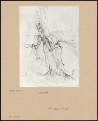 Tree Study