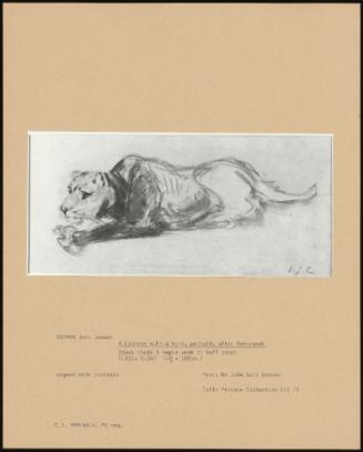 A Lioness With A Bone, Probably After Rembrandt