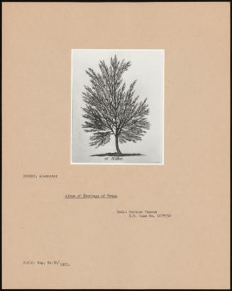 Album Of Etchings Of Trees