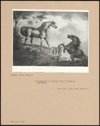 Passions Of The Horse: Plate 5 Courage