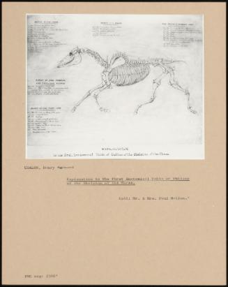 Explanation To The First Anatomical Table Of Outline Of The Skeleton Of The Horse.