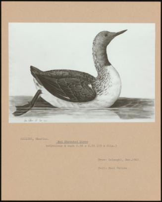 Red Throated Diver