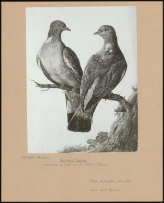 Two Wood Pigeons