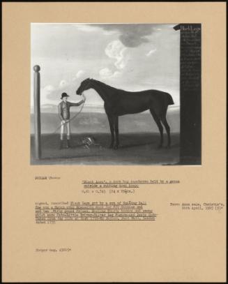 Black Legs', A Dark Bay Racehorse Held By A Groom Outside A Rubbing Down House