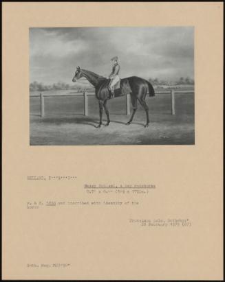 Bessy Bedland, A Boy Racehorse