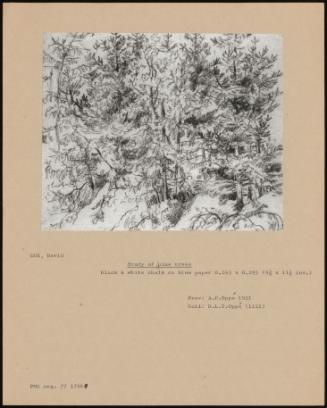 Study Of Pine Trees