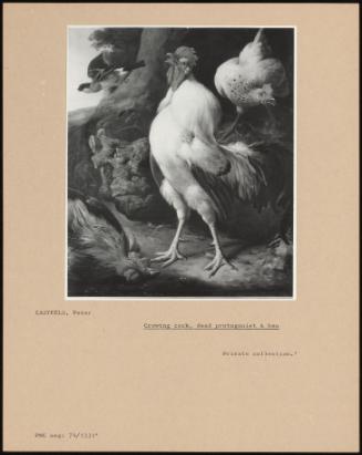 Crowing Cock, Dead Protagonist & Hen