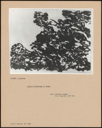 Album Of Etchings Of Trees