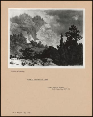 Album Of Etchings Of Trees