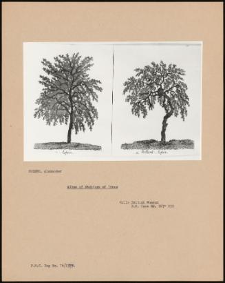 Album Of Etchings Of Trees