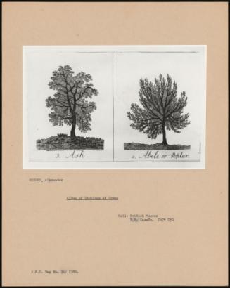 Album Of Etchings Of Trees