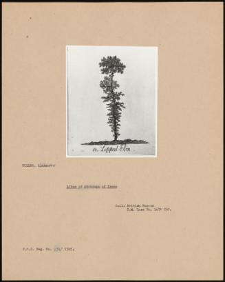 Album Of Etchings Of Trees