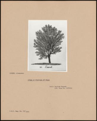 Album Of Etchings Of Trees