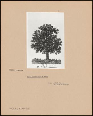 Album Of Etchings Of Trees