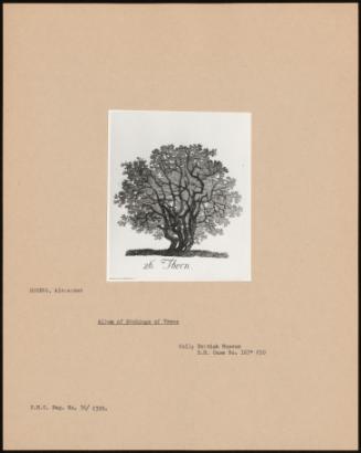 Album Of Etchings Of Trees