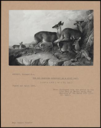 Dik Dik (African Antelope) On A Cliff Top)