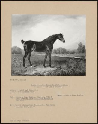 Portrait Of A Horse In Windsor Park