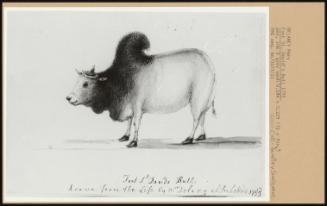 Fort St. David's Bull