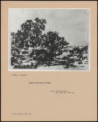 Album Of Etchings Of Trees