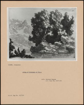 Album Of Etchings Of Trees