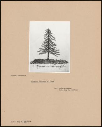 Album Of Etchings Of Trees